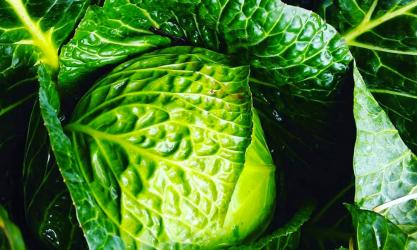 Annie’s Organic Farm