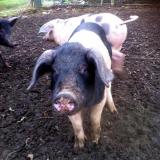 Clonanny Farm