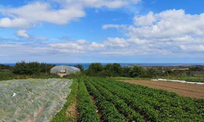 D & P Byrne Organics