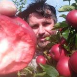 Llewellyns Orchard