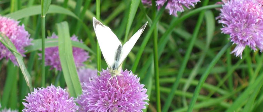Denise Dunne
The Herb Garden

