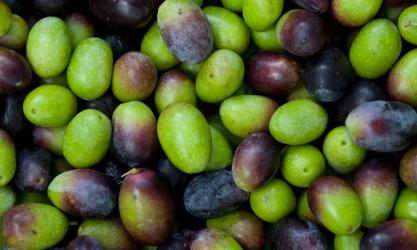 Olivieri’s Fine Italian Foods