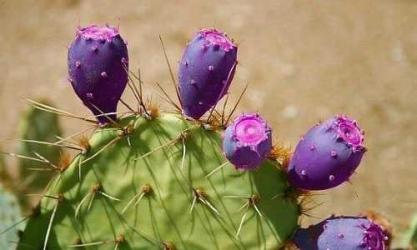 Prickly Pear Seed Oil