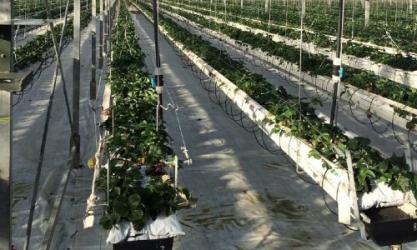 Borovalley Fruit Farm