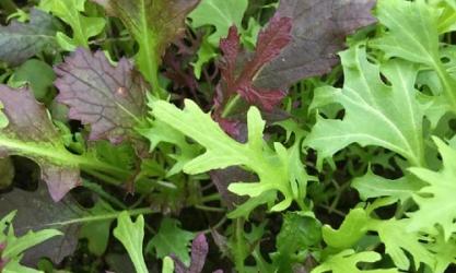 Castleruddery Organic Farm