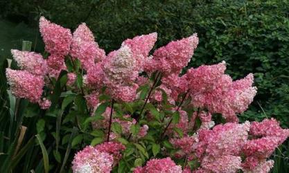 Clarenbridge Garden Centre