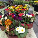 Daingean Garden Centre