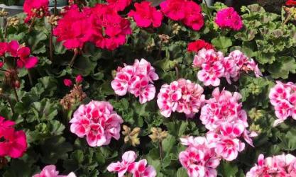 Fernhill Garden Centre