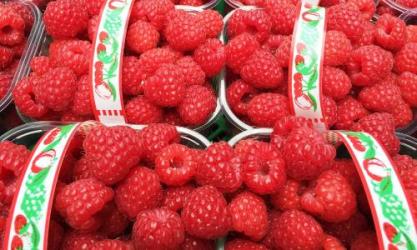 Green’s Berry Farm