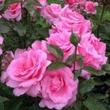 Hughes Roses