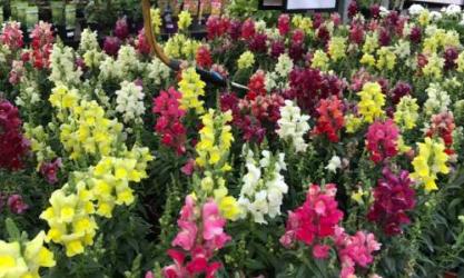 Johnstown Garden Centre