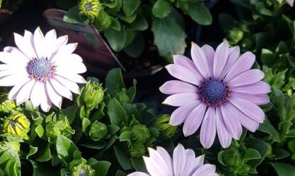 McGaugh’s Gardening Complex