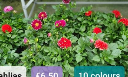 Milltown Garden Centre