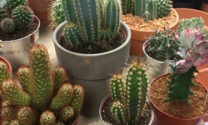 Mr Middleton Garden Shop