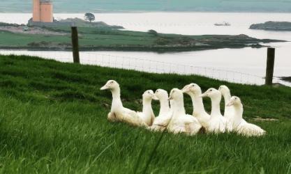 Skeaghannore West Cork Farm