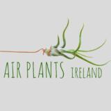 Air Plants Ireland