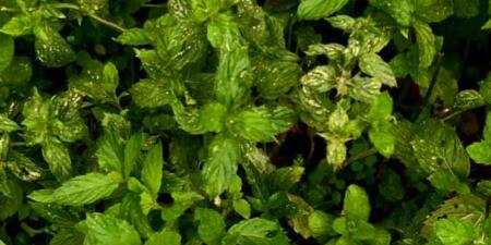 Stillgarden Distilery