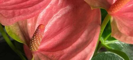 Plant up green design