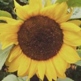 Clonakenny Flower Farm