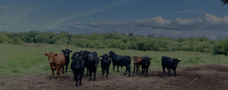 Drumanilra Organic Farm