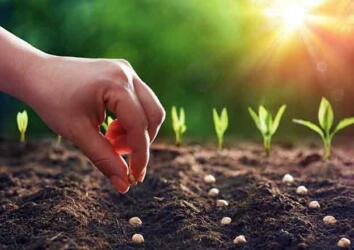 Little Green Growers