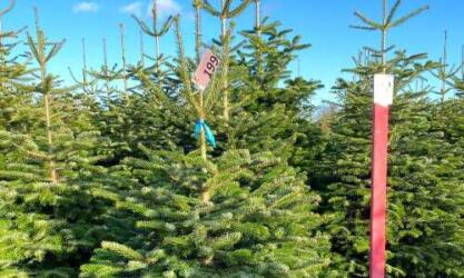 Santa Baby Christmas Trees